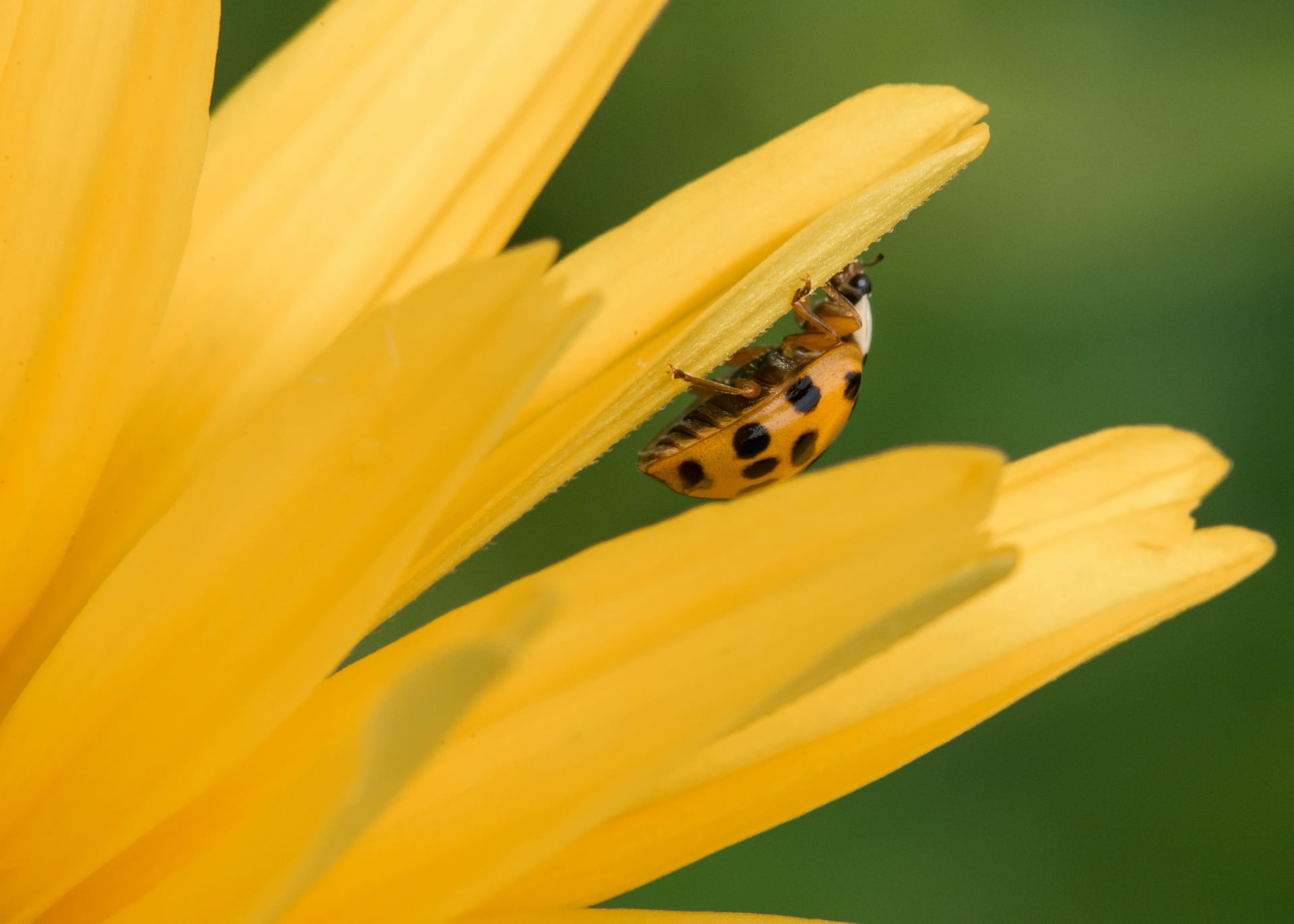 lady bug resting on a yellow flower
